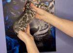 Green collar - Bengal Kitten For Sale - 