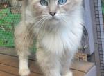 Luna - Ragdoll Cat For Sale/Retired Breeding - Chase City&comma; VA&comma; US