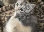 Female kittens - Ragdoll Kitten For Sale - Peabody&comma; MA&comma; US