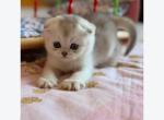 Little Bao - Scottish Fold Kitten For Sale - Elmhurst&comma; NY&comma; US