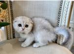Little Furball - Scottish Fold Cat For Sale - Elmhurst&comma; NY&comma; US
