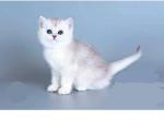 Berry boy - British Shorthair Kitten For Sale - Elmhurst&comma; NY&comma; US