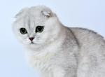 Mila Half off summer sale - Scottish Fold Cat For Sale - Elmhurst&comma; NY&comma; US