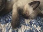 Dora - Siamese Kitten For Adoption - Staten Island&comma; NY&comma; US