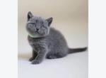 Mr Grey - British Shorthair Kitten For Sale - Elmhurst&comma; NY&comma; US
