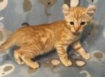 Highlander kity 1g - Highlander Kitten For Sale - Goshen&comma; AL&comma; US
