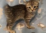 Highlander kity 6g - Highlander Kitten For Sale - Goshen&comma; AL&comma; US