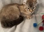 Highlander kity 2a - Highlander Kitten For Sale - Goshen&comma; AL&comma; US