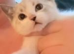 Ragamese - Siamese Kitten For Sale - Gardnerville&comma; NV&comma; US