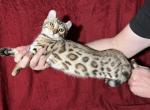 Hibernian Lynx kitten - Highlander Kitten For Sale - Lake Isabella&comma; CA&comma; US