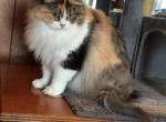 Hannahs Babies - Ragdoll Kitten For Sale - Howell&comma; MI&comma; US