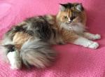Callies babies - Ragdoll Kitten For Sale - 