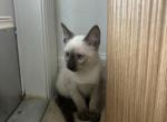 Teo - Siamese Kitten For Sale - Leehigh Acres&comma; FL&comma; US