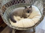 Sun - Ragdoll Kitten For Sale - San Diego&comma; CA&comma; US