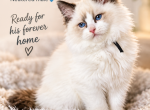 Afroditedolls Curry - Ragdoll Kitten For Sale - 