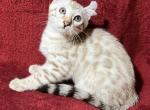 Snow Man - Bengal Kitten For Sale - 