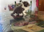 Chocolate kitty - Persian Kitten For Sale - 
