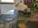 Blue bell - Persian Kitten For Sale - 