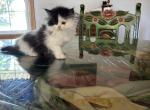 Bandit - Persian Kitten For Sale - Medway&comma; OH&comma; US