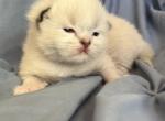 Ragdoll - Ragdoll Kitten For Sale - 