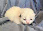 Ragdoll boy - Ragdoll Kitten For Sale - 