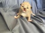Cherubim ragdoll boy - Ragdoll Kitten For Sale - Gardnerville&comma; NV&comma; US