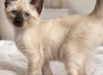 Kitten 1 - Siamese Kitten For Sale - Ridgewood&comma; NY&comma; US