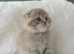 Creamer Scottish Fold male - Scottish Fold Kitten For Sale - Celebration&comma; FL&comma; US