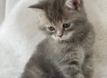 Beads - Scottish Straight Kitten For Sale - Celebration&comma; FL&comma; US