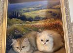 Lucky - British Shorthair Kitten For Sale - Santa Clarita&comma; CA&comma; US