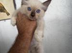 Gizmo - Ragdoll Kitten For Sale - 