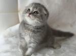 Paris Scottish Fold female - Scottish Fold Kitten For Sale - Celebration&comma; FL&comma; US