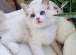 Ragdoll kitten - Ragdoll Kitten For Sale - 