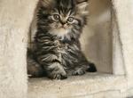 Tabby Female - Persian Kitten For Sale - 