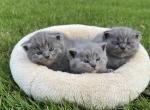 British shorthair kittens available January - British Shorthair Kitten For Sale - Cumming&comma; GA&comma; US