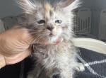 Gloria - Maine Coon Kitten For Sale - Hollywood&comma; FL&comma; US