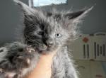 Gabby - Maine Coon Kitten For Sale - Hollywood&comma; FL&comma; US
