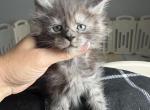 Gucci - Maine Coon Kitten For Sale - Hollywood&comma; FL&comma; US