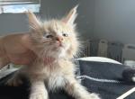 Ginger - Maine Coon Kitten For Sale - Hollywood&comma; FL&comma; US