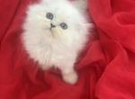 Scottish fold long hair male - Scottish Straight Kitten For Sale - Hallandale&comma; FL&comma; US