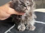 George - Maine Coon Kitten For Sale - Hollywood&comma; FL&comma; US