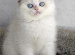 Scottish fold white male - Scottish Fold Kitten For Sale - Hallandale&comma; FL&comma; US