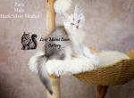 Zues - Maine Coon Kitten For Sale - Mechanicsburg&comma; PA&comma; US
