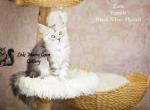 Zora - Maine Coon Kitten For Sale - Mechanicsburg&comma; PA&comma; US