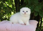 Scottish fold female ns - Scottish Fold Kitten For Sale - Hallandale&comma; FL&comma; US