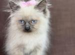 Seal ragdoll - Ragdoll Kitten For Sale - Barberton&comma; OH&comma; US