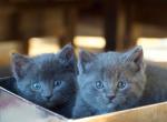 Beautiful Russian Blues - Russian Blue Kitten For Sale - Rockford&comma; IL&comma; US
