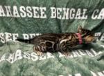 Dark pink - Bengal Kitten For Sale - Tallahassee&comma; FL&comma; US