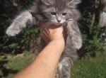 Brigitta - Maine Coon Kitten For Sale - Dayton&comma; OH&comma; US