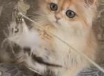 British long hair golden chinchilla - British Shorthair Kitten For Sale - Hallandale&comma; FL&comma; US